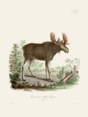 Moose By Johann Christian Daniel Von Schreber.