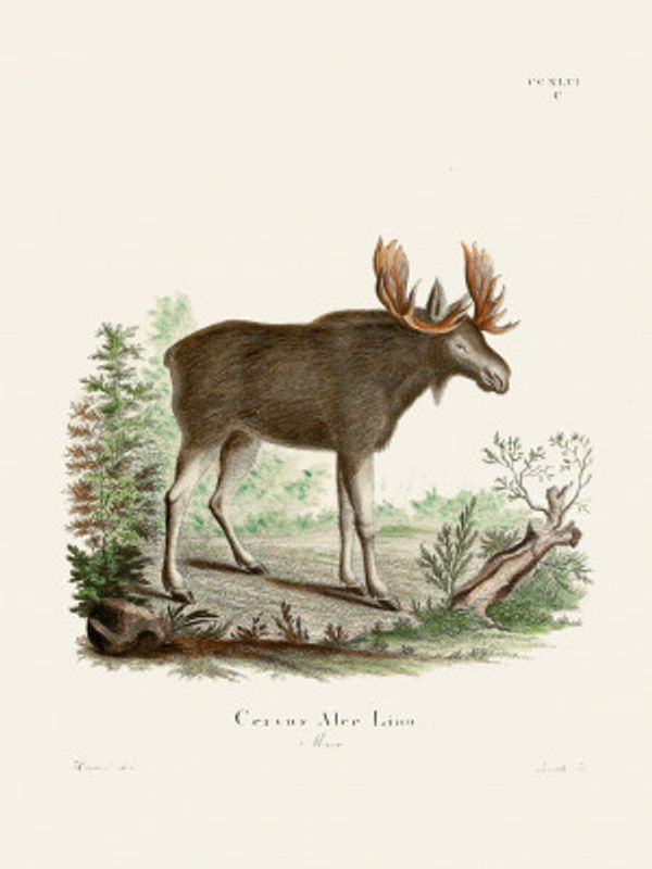 Moose By Johann Christian Daniel Von Schreber.