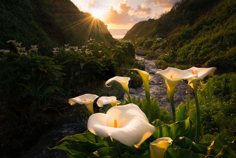 Calla Lily world
