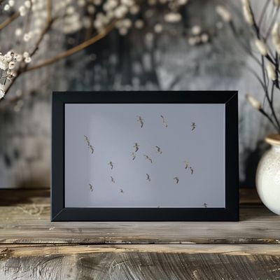 Seagulls In Flight