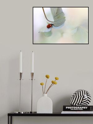 Ladybird on blue-green hydrangea