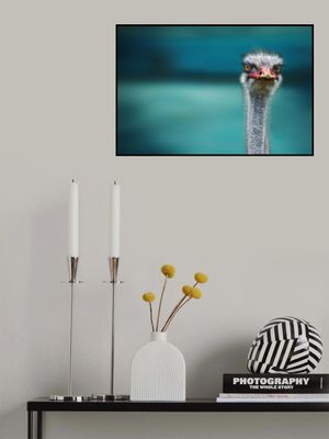 Ostrich Protecting two Poor Chicken from the Wind