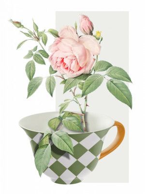 Cup of Rose