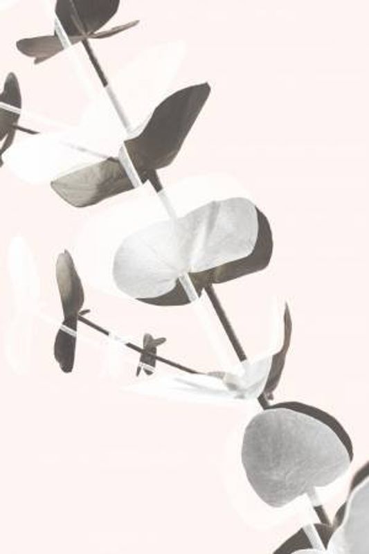 Eucalyptus Creative 13