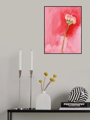 Carnation in Pink Coral