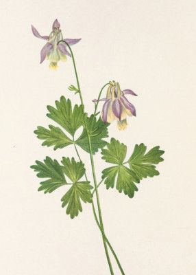 Shortspur Columbine From North American Wildflowers (1925) By Mary Vaux Walcott