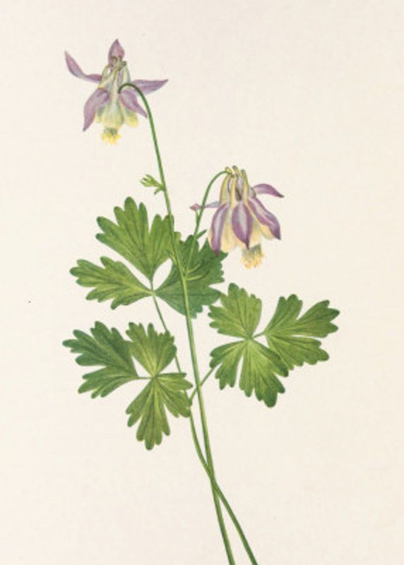 Shortspur Columbine From North American Wildflowers (1925) By Mary Vaux Walcott