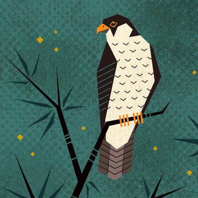 Bird Series   Geometry Falcon