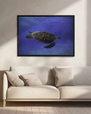 Green turtle in the blue