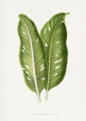 Green Dieffenbachia Baraquiniana Leaf Illustration