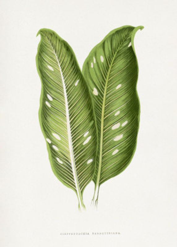 Green Dieffenbachia Baraquiniana Leaf Illustration