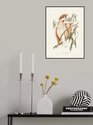 Leadbeater's Cockatoo