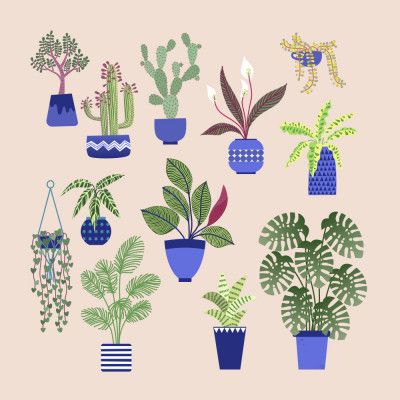 Houseplants Cacti and Succulents On Blush Pink