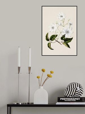 Puawananga   Clematis Indivisa Drawn By Sarah Featon (1848–1927)