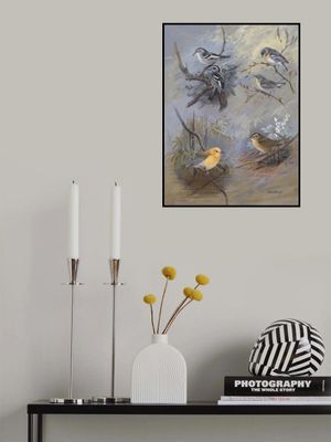 Warblers 002 By Allan Brooks