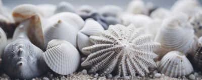 Seashell Serenity