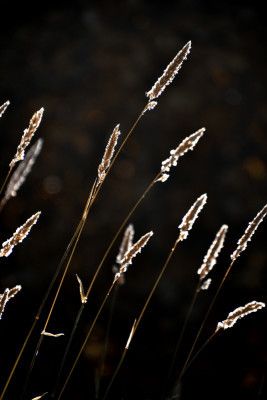 Grass in backlit