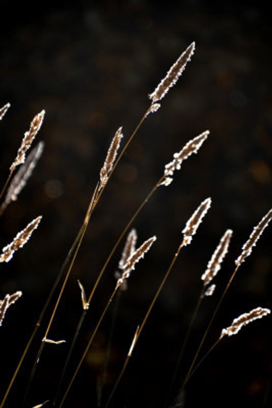 Grass in backlit