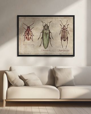 Vintage Insect Taxonomy Trio