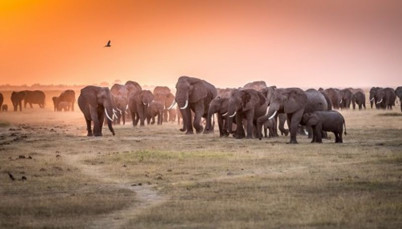 Amboseli Morning Stroll to Starbucks
