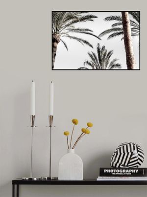 Palm_007