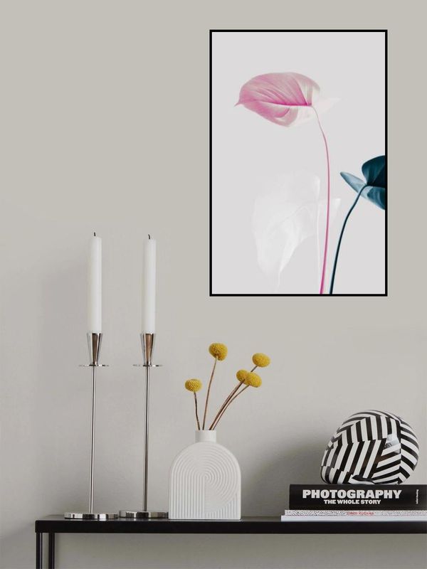 Monstera Creative 24