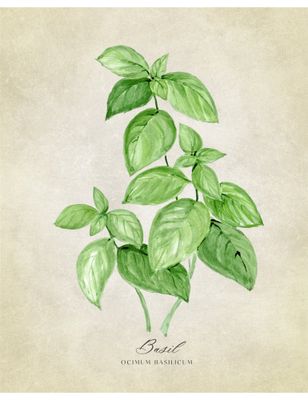 Basil vintage