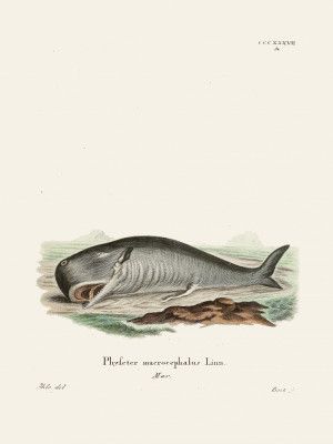 Sperm Whalejohann Andreas Wagener and Johann Christian Daniel Von Schreber.