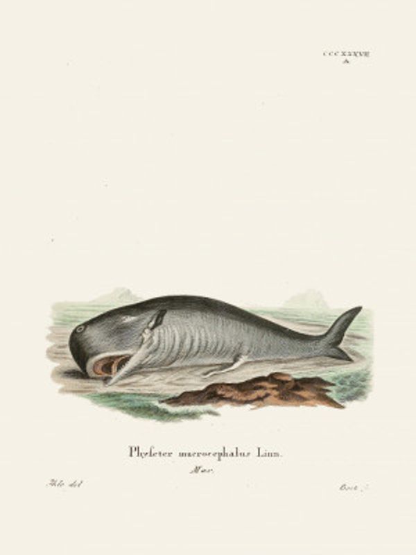 Sperm Whalejohann Andreas Wagener and Johann Christian Daniel Von Schreber.