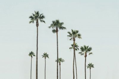 Cali Palms