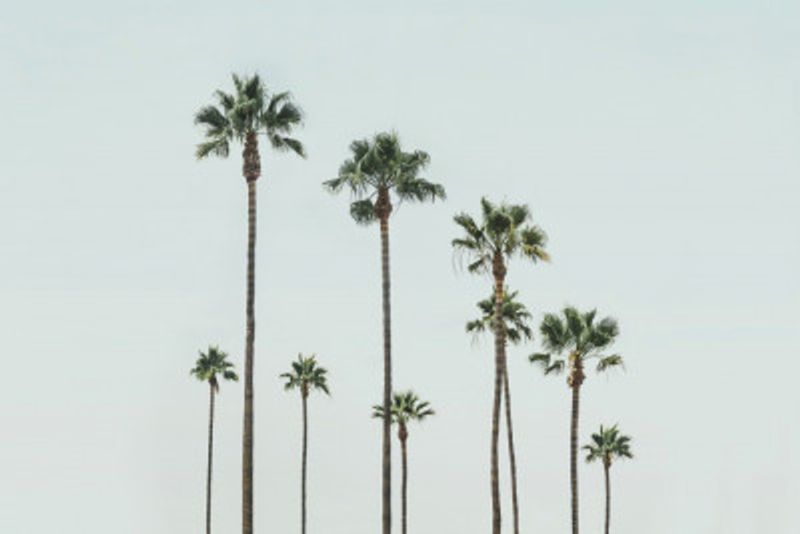 Cali Palms