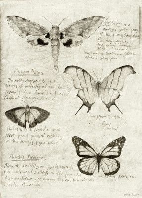 Butterfly Illustrations