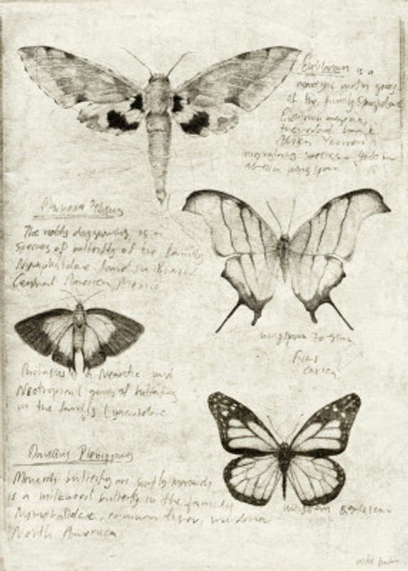 Butterfly Illustrations