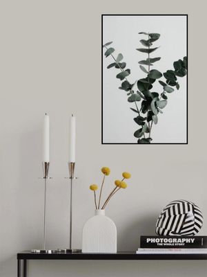 Eucalyptus Natural 01