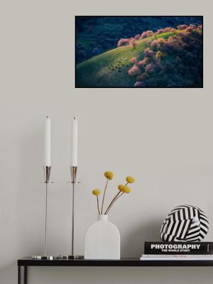 Sunset in the primitive wild apricot forest