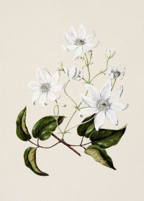 Puawananga   Clematis Indivisa Drawn By Sarah Featon (1848–1927)