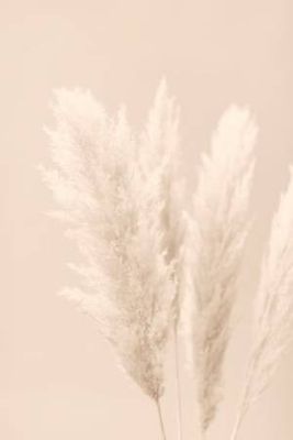 Pampas Grass Beige 02