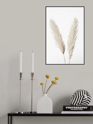 Pampas White