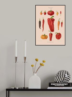 Capsicums, or Chili Peppers From Album Benary (1876 1886) By Ernst Benary