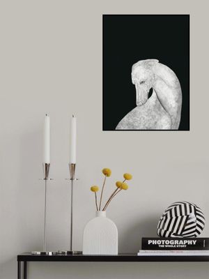 Greyhound black and white