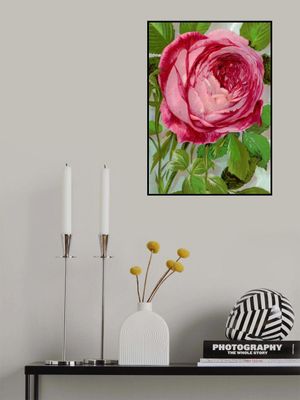 Pink Rose, Mrs John Laing Lithograph