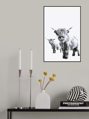 Highland Cows Lulu &amp; Sara