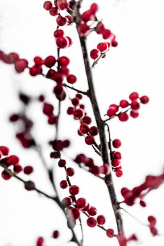 Red Berries 1