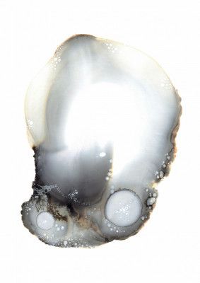 Specimen XI
