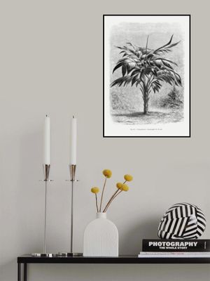 Vintage Palm Tree Drawing Viii