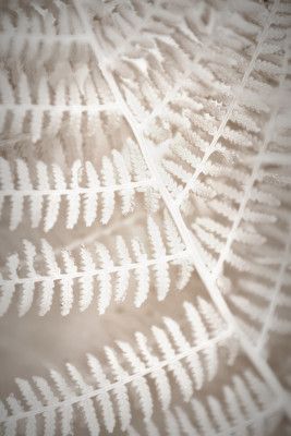 Fern Lace