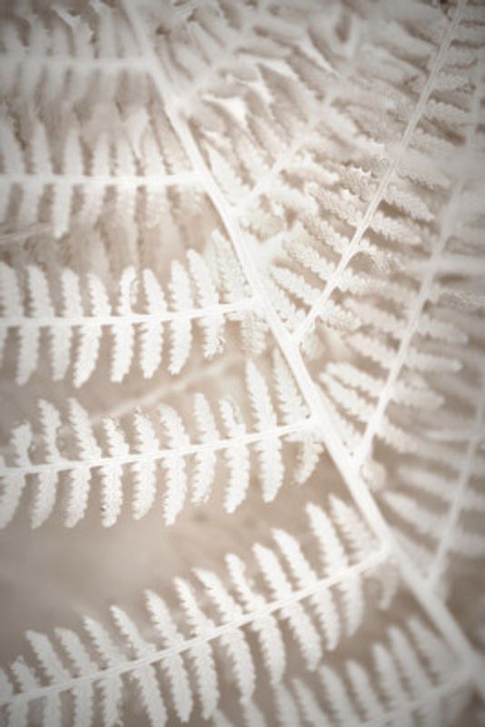 Fern Lace