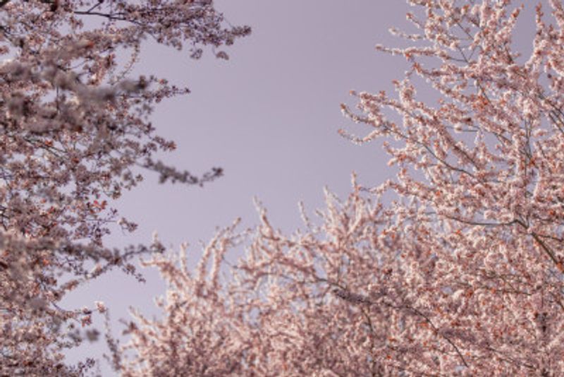 Soft Pink Blossoms