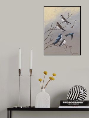 Swallow By Allan Brooks