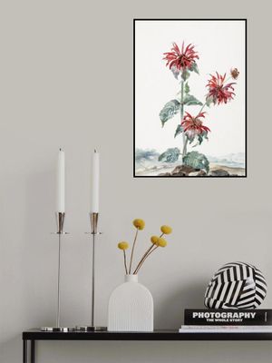 A Red Bergamot In a Landscape